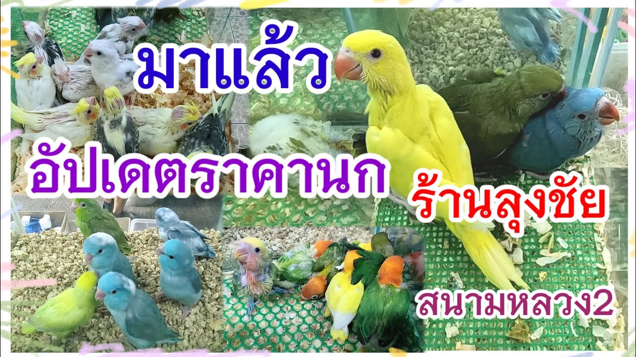 มาแล้ว อัปเดตราคานก ร้านลุงชัย สนามหลวง2 (ขายส่ง ขายปลีก)