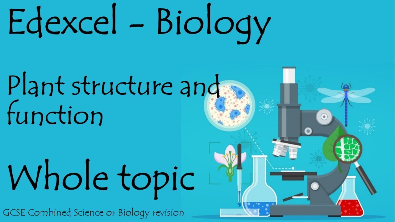 The whole of Edexcel PLANTS STRUCTURE + FUNCTION. GCSE biology combined science revision for paper 2