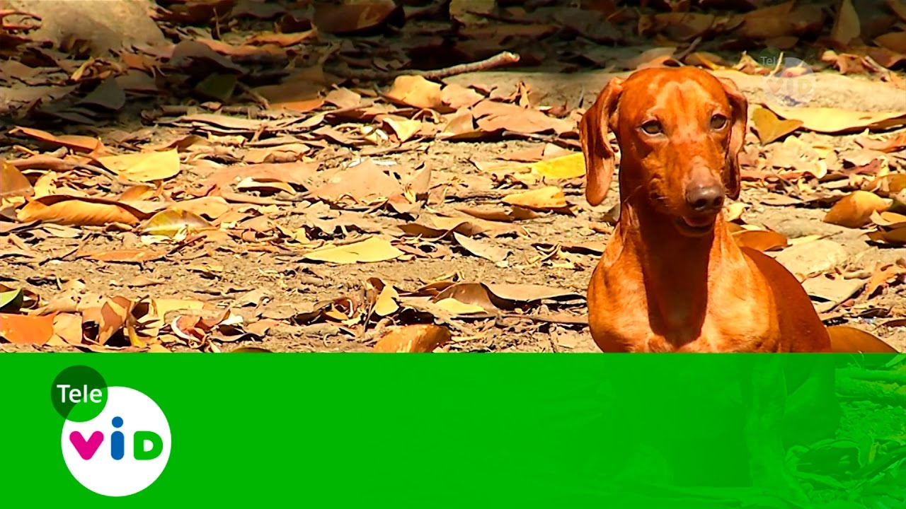 Golpes De Calor En Las Mascotas - Tele VID