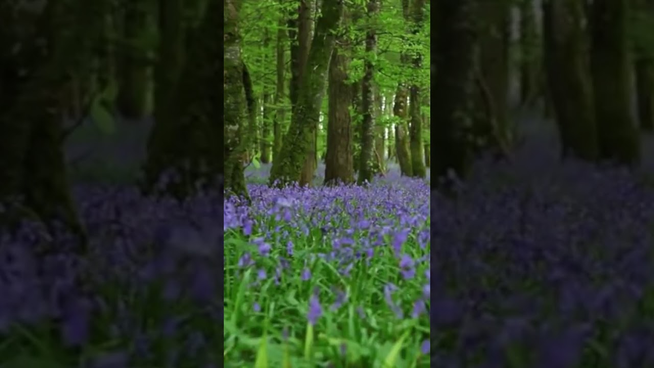 #naturesounds for #sleeping - Full 8Hour video @johnnielawson - #relaxing #forest #birdsong