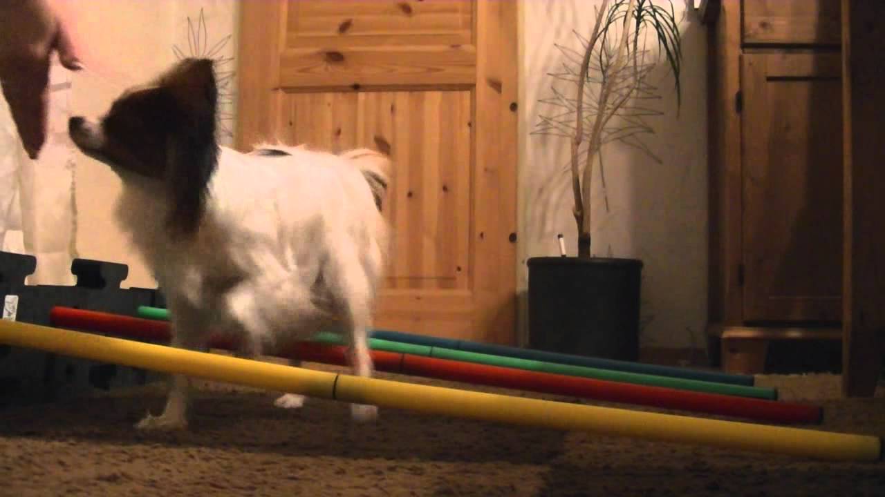Hinterhandtraining Teil 1 Cavaletti-Übungen
