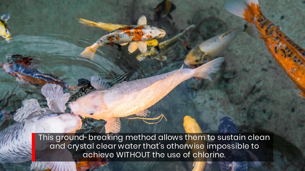 New Method for Building Koi Ponds with Sand & Crystal Clear Water