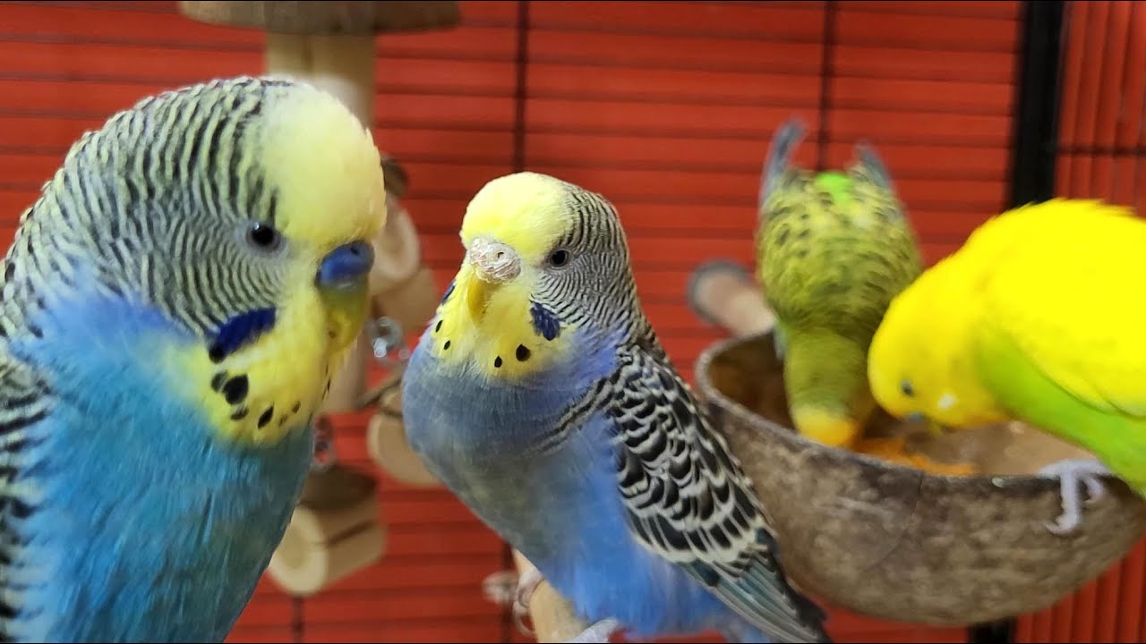 7 hours of budgie sounds