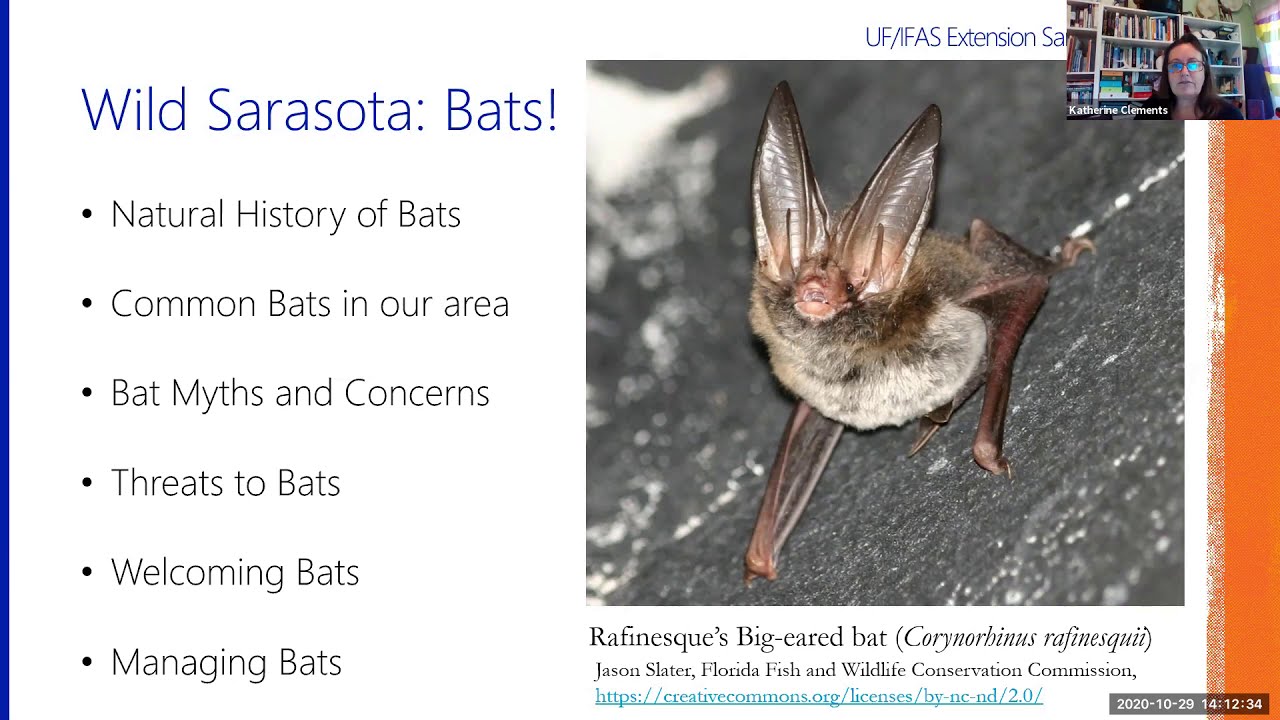 Wild Sarasota: Florida's Native Bats! (webinar)