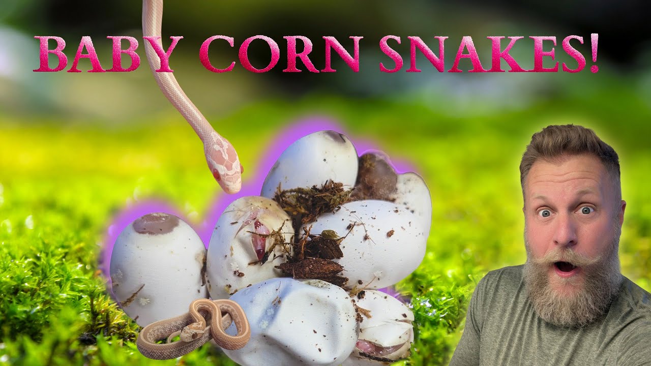 Corn Snakes: From breeding to Baby Snakes Hatching