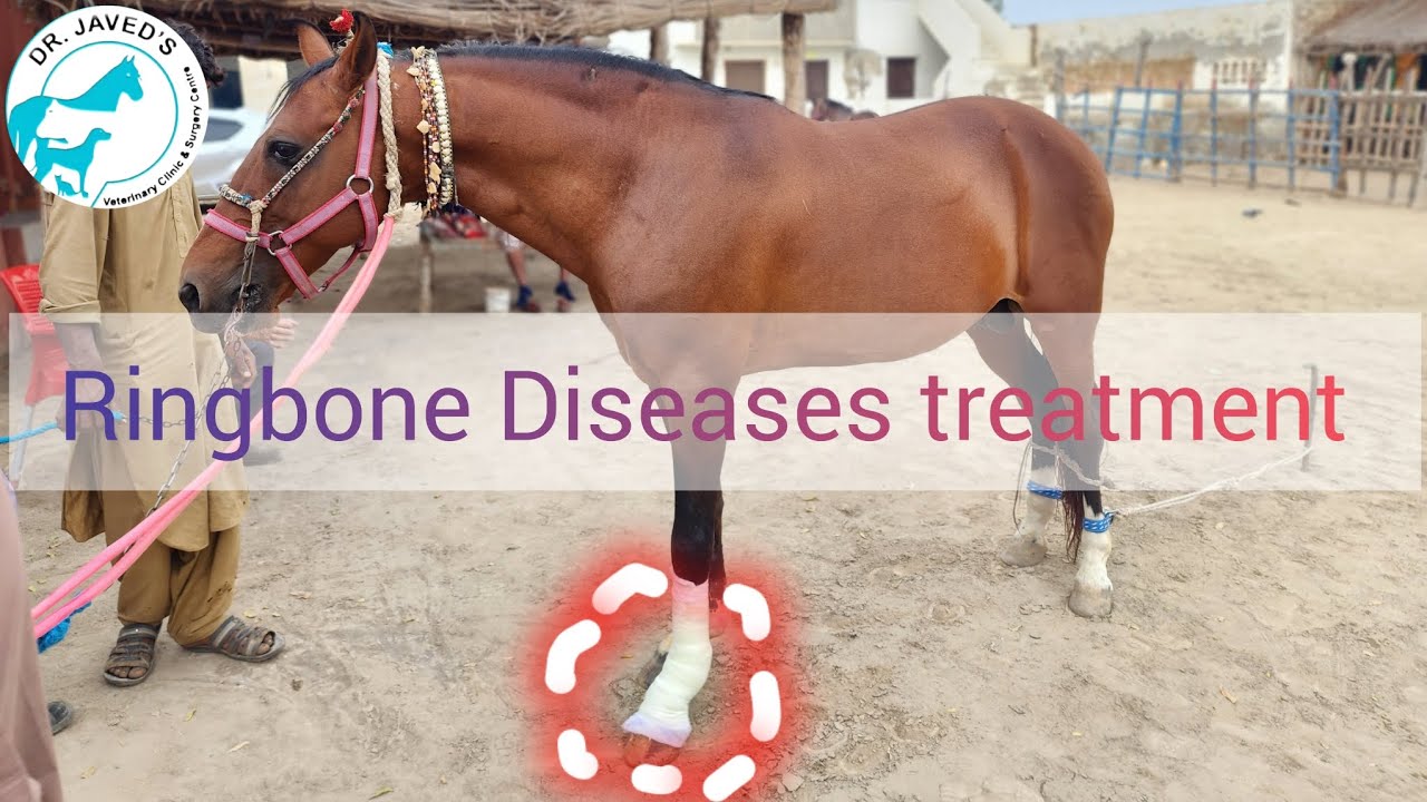 Ringbone disease management in equine.