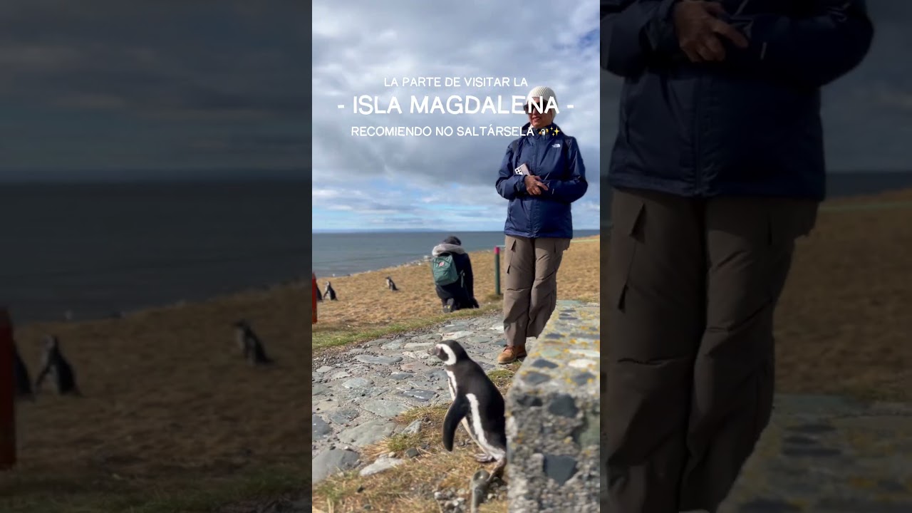📍Isla Magdalena, Chile 🇨🇱🐧✨#travel #pinguinos #chile #viajes #puntaarenas