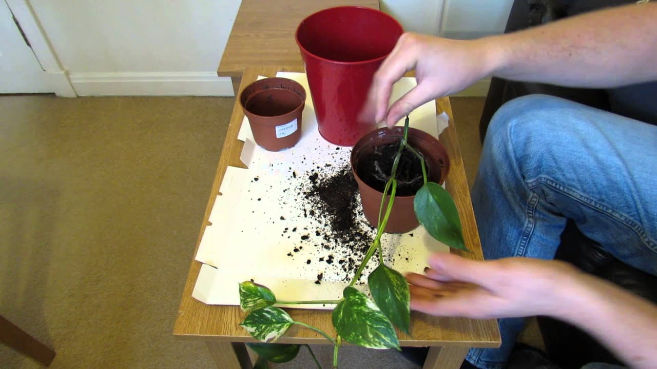 How To Repot A Pothos Vine