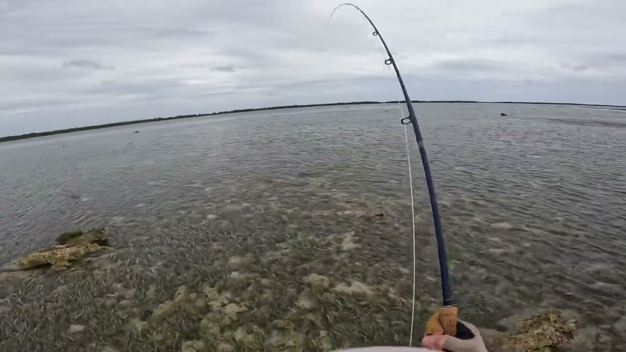 Drifted crab, Turneffe Flats fly fish.