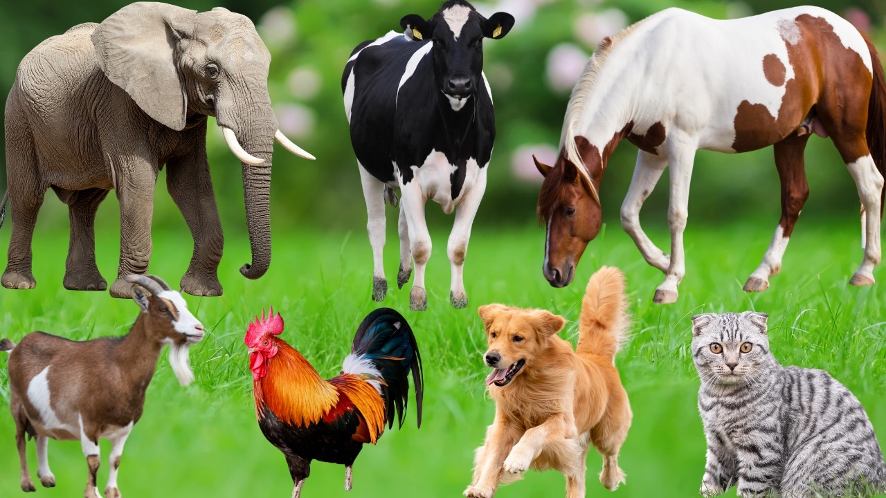 Cute Animal Moments: Elephant, Dog, Horse, Cow, Kitten, Chick, Rabbit, Sheep – Cute Animal Sounds