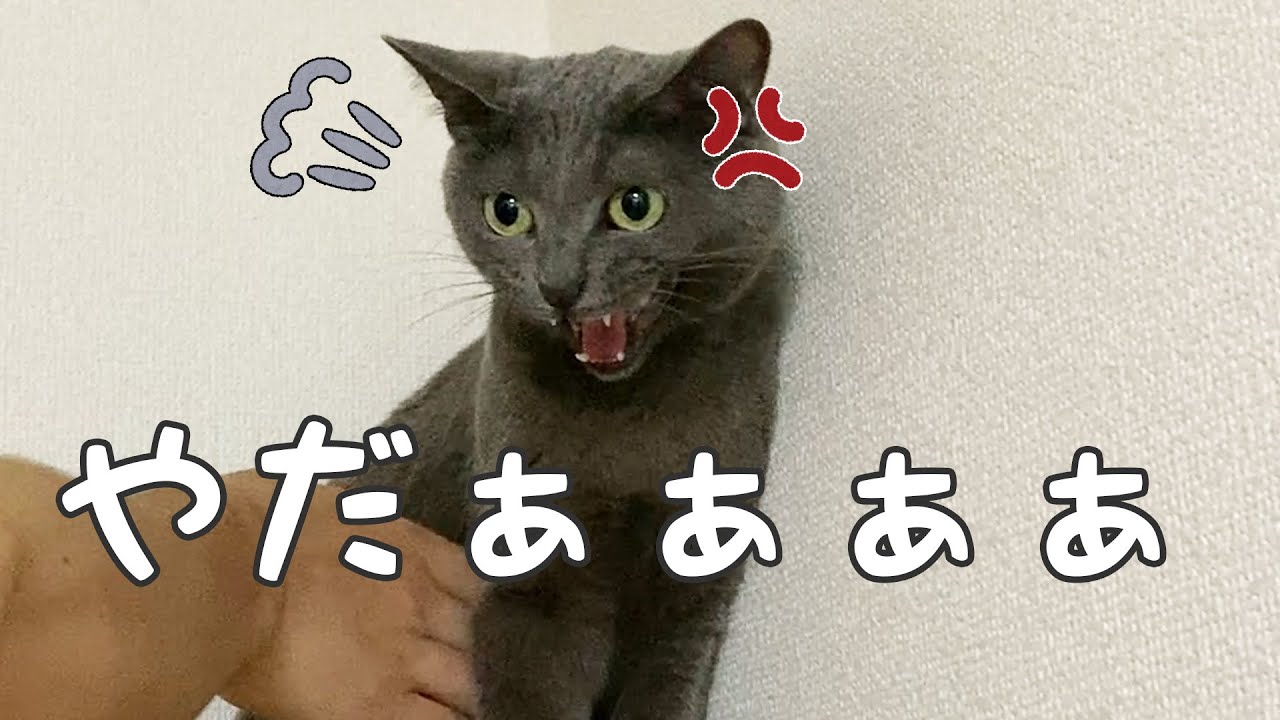 お気に入りの場所から動きたくなくて怒る猫