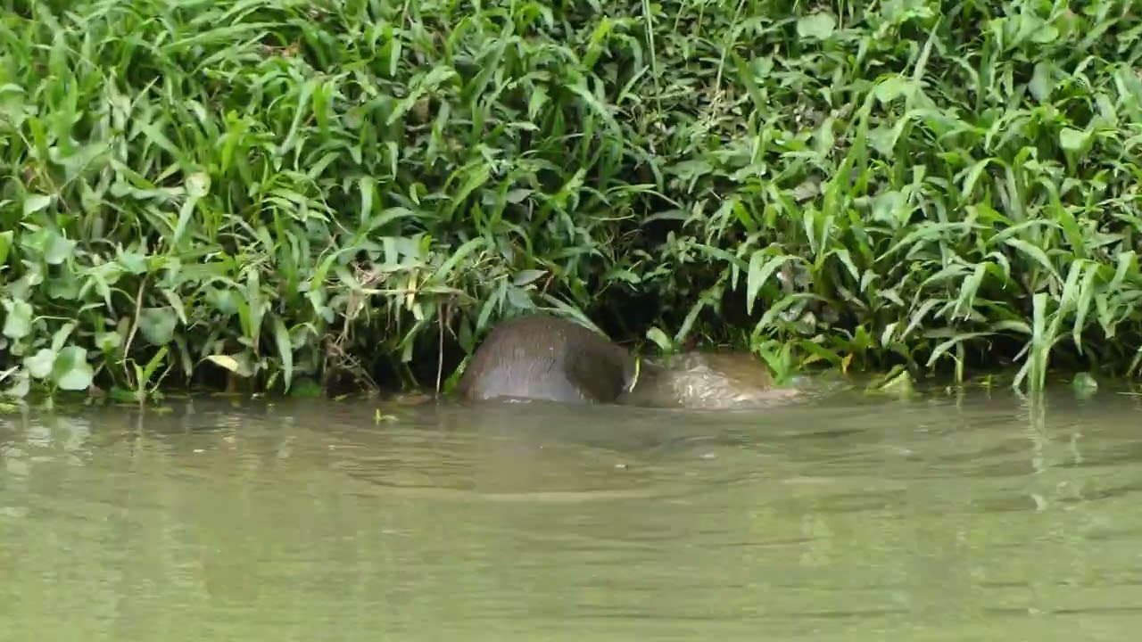 新加坡野生水獭 The 2A7J6pups Smooth-coated Otter Family In Singapore_ Sungei Ulu Pandan_ 08 June 2025