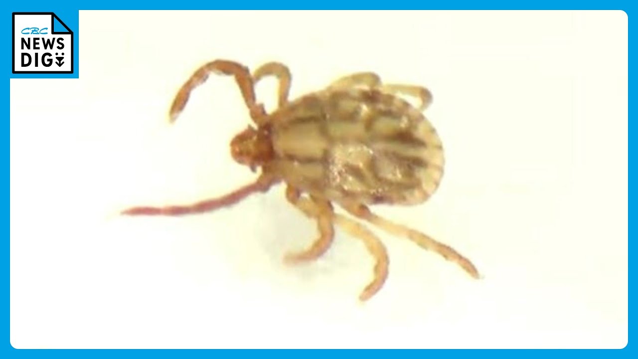 血液吸う機会を狙っている… 感染症=SFTSを媒介することもある「マダニ」専門家に生息場所やかまれた時の対処法を聞いた