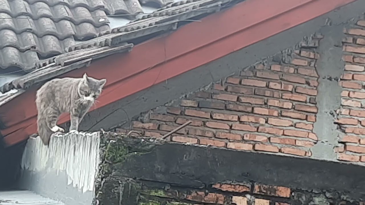 Apa yang dilakukan si abu? Ada siapa disana? #penasaran 