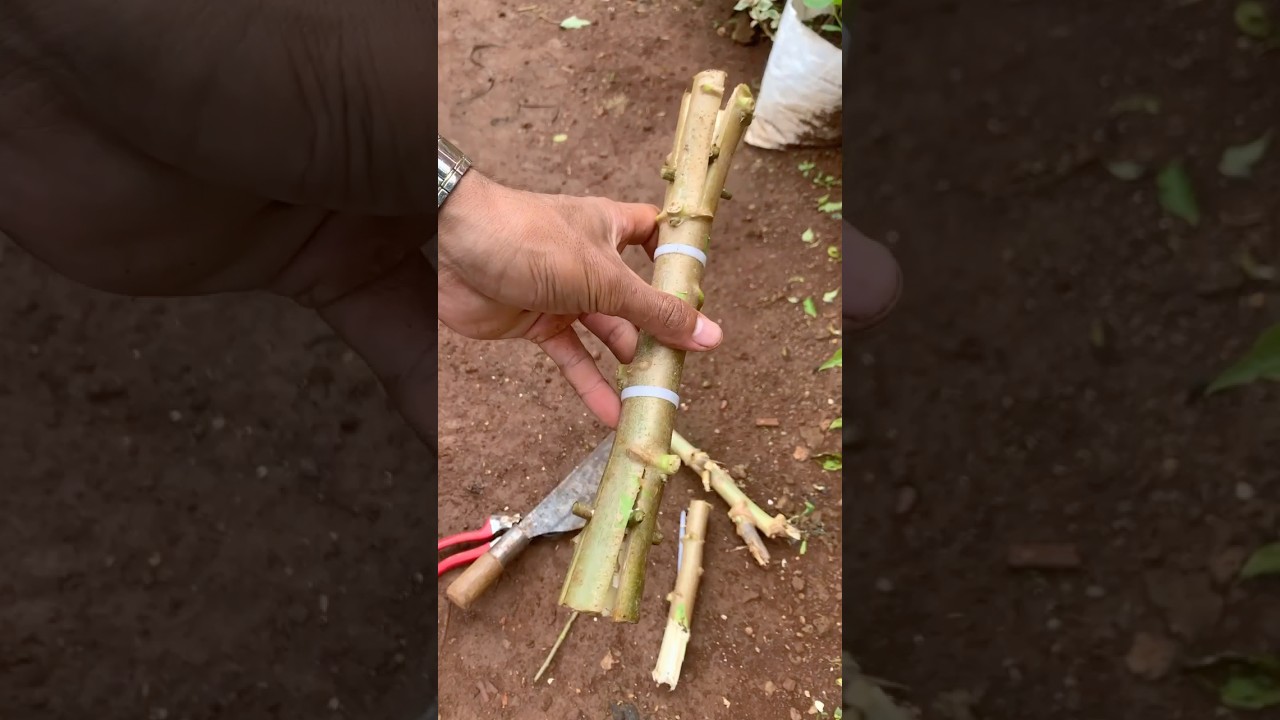 How to Grow Cassava-Easy-Affective