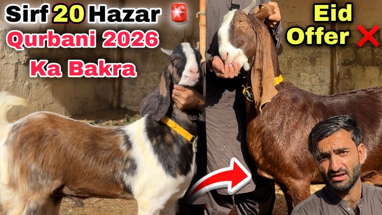 Eid offer ❌ Asad Goat Farm Qurbani 2026 Ki Bakra Dumba & Bakriyo Ki Sab Se Bari Sale 🚨  
