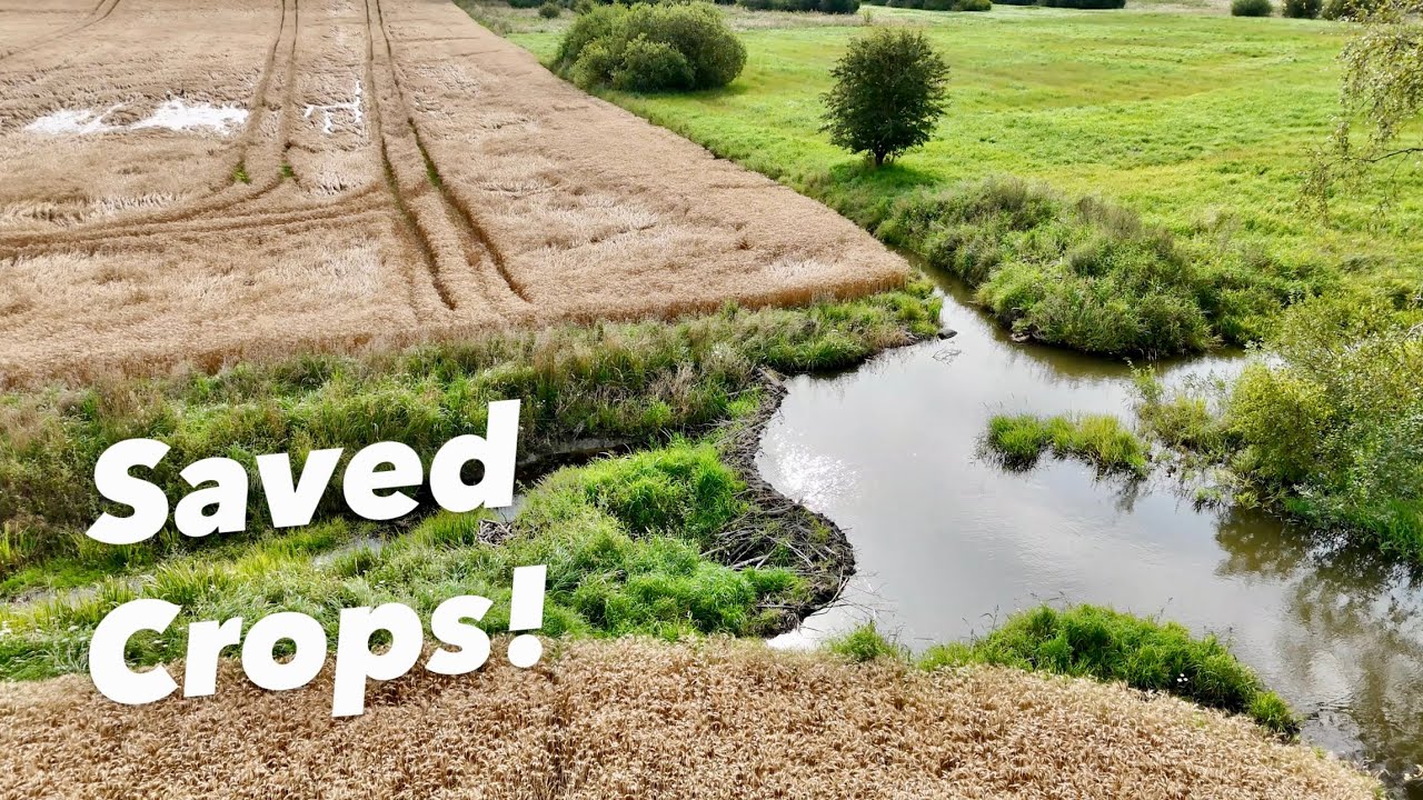 The Beaver Dam That Almost Ruined the Harvest!