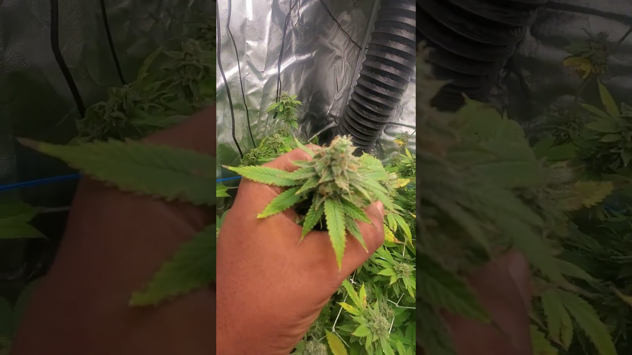 My 1st SOG EVER!! I learned a lot, with a whole lot more to learn!#sog #gas #bud  #grow #indoor#ZA