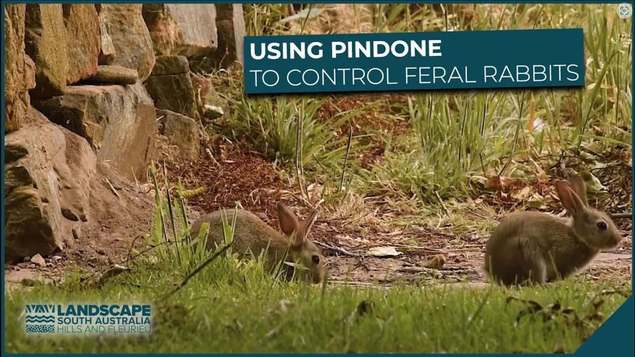 How to use Pindone carrots to control feral rabbits