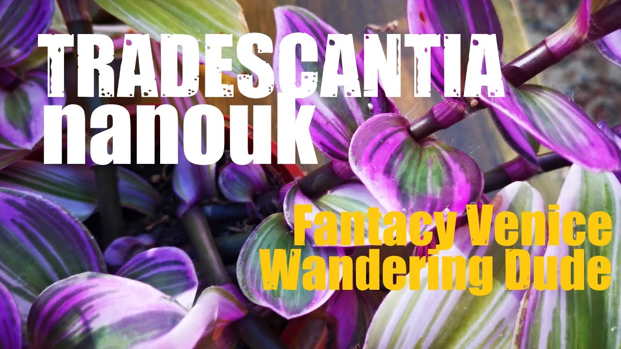 Black and brown spots have seen on the leaves of Tradescantia Nanouk - will it be cured?