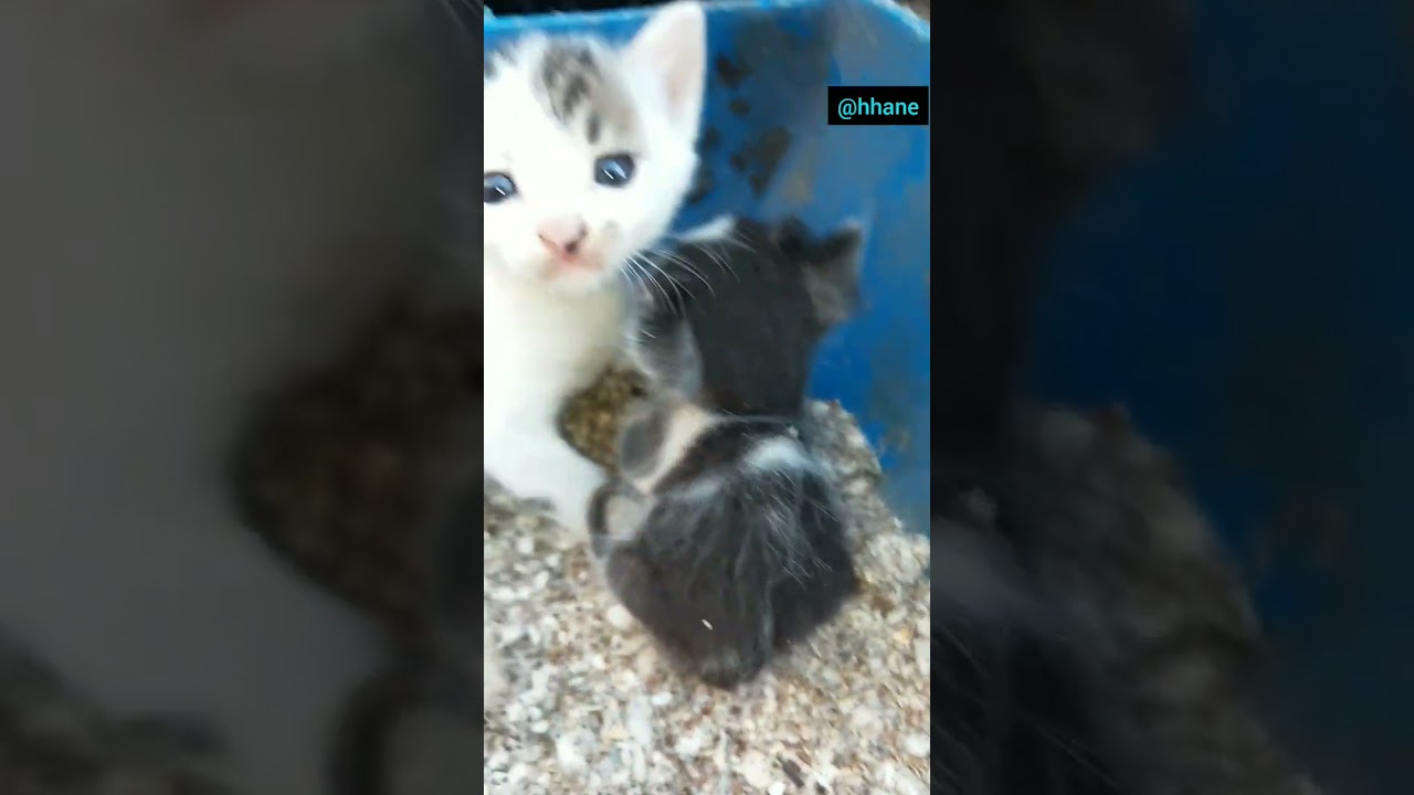 Sevimli yavrular                                #keşfet #subscribe #cat #cutecat #newvideo #aboneol