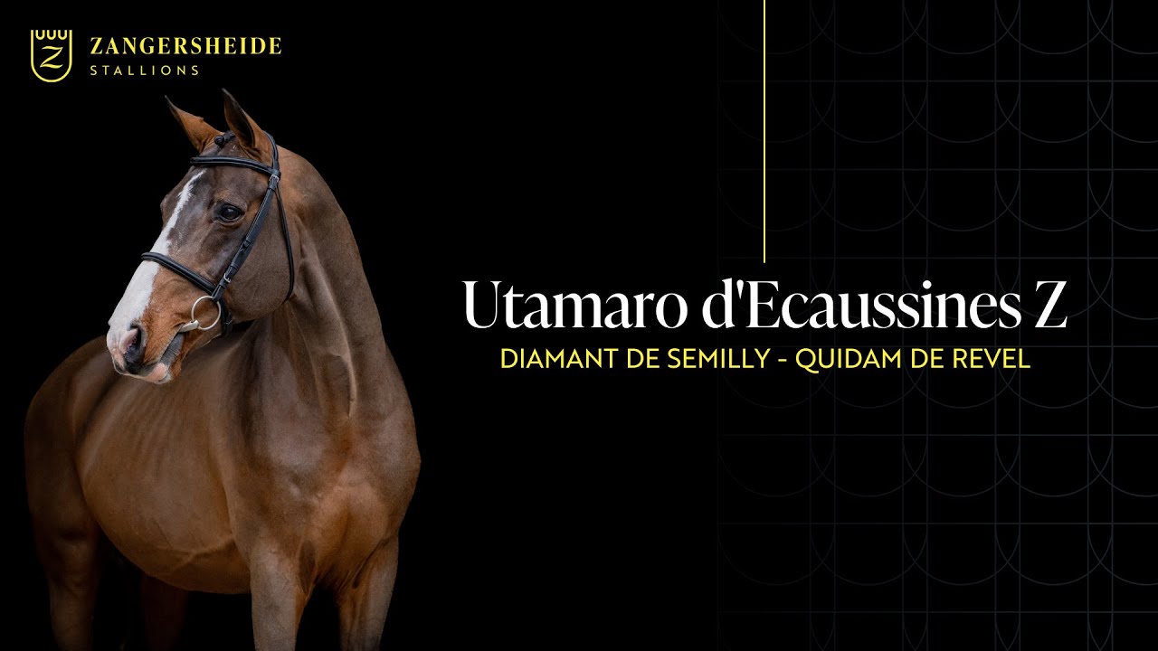 Utamaro d'Ecaussines Z - Stallion Presentation 2025 ENG