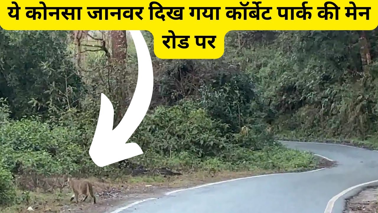 ये कोनसा जानवर दिख गया कॉर्बेट पार्क की मेन रोड पर @roadrunnerstar