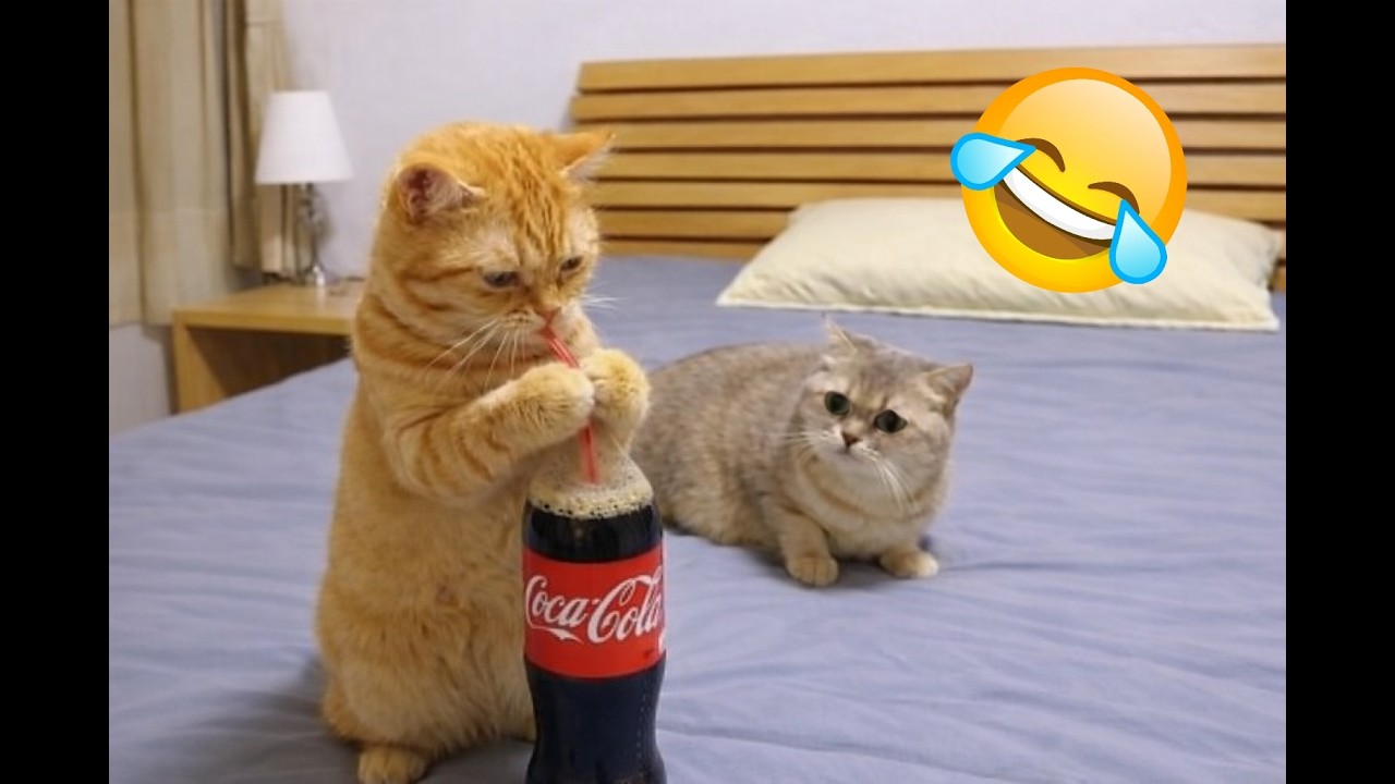 Funny compilation of orange cats 😹 The craziest ones!