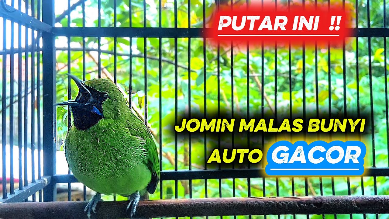 Tembakan Keras Cucak Ijo Mini Bagus Buat Jomin Bahan Agar Cepat Gacor