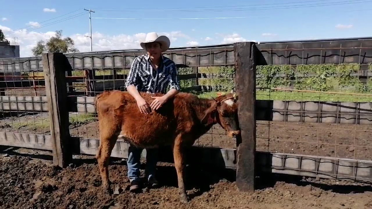 Mi ganado no engorda ¿Que hago? / Corrales Durán