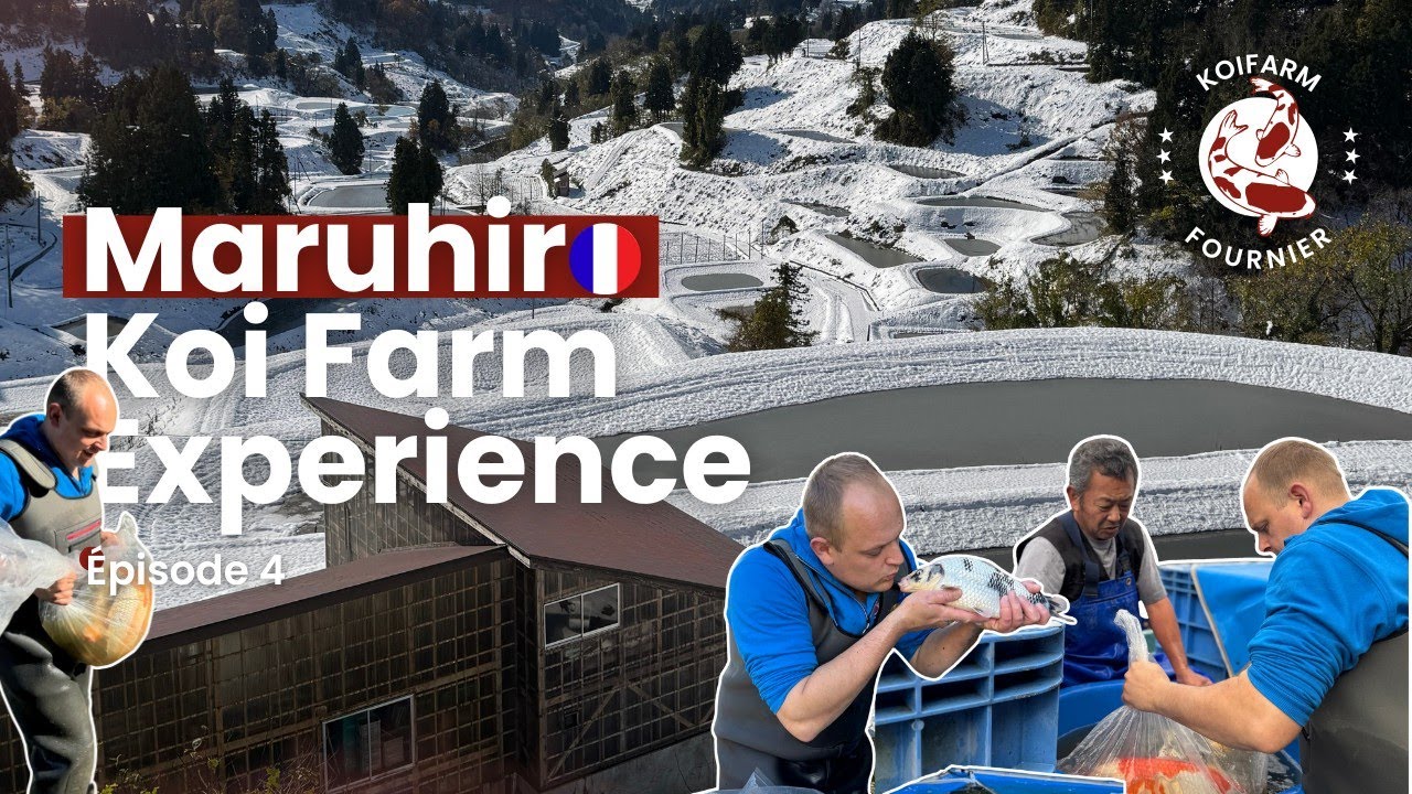 🇫🇷 Ép. 4 Maruhiro Koi Farm Japan 2026 | Dans les coulisses chez un éleveur de koïs japonais