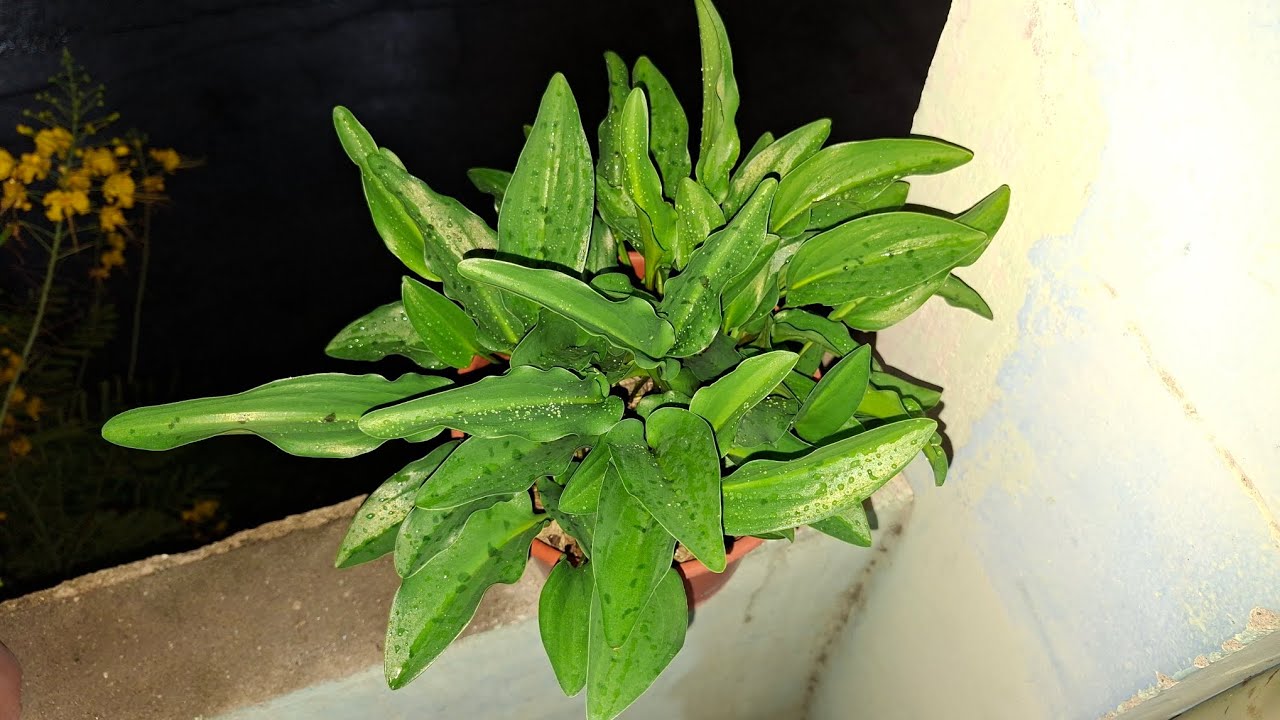 Prateleira nova| replantei orquídeas 