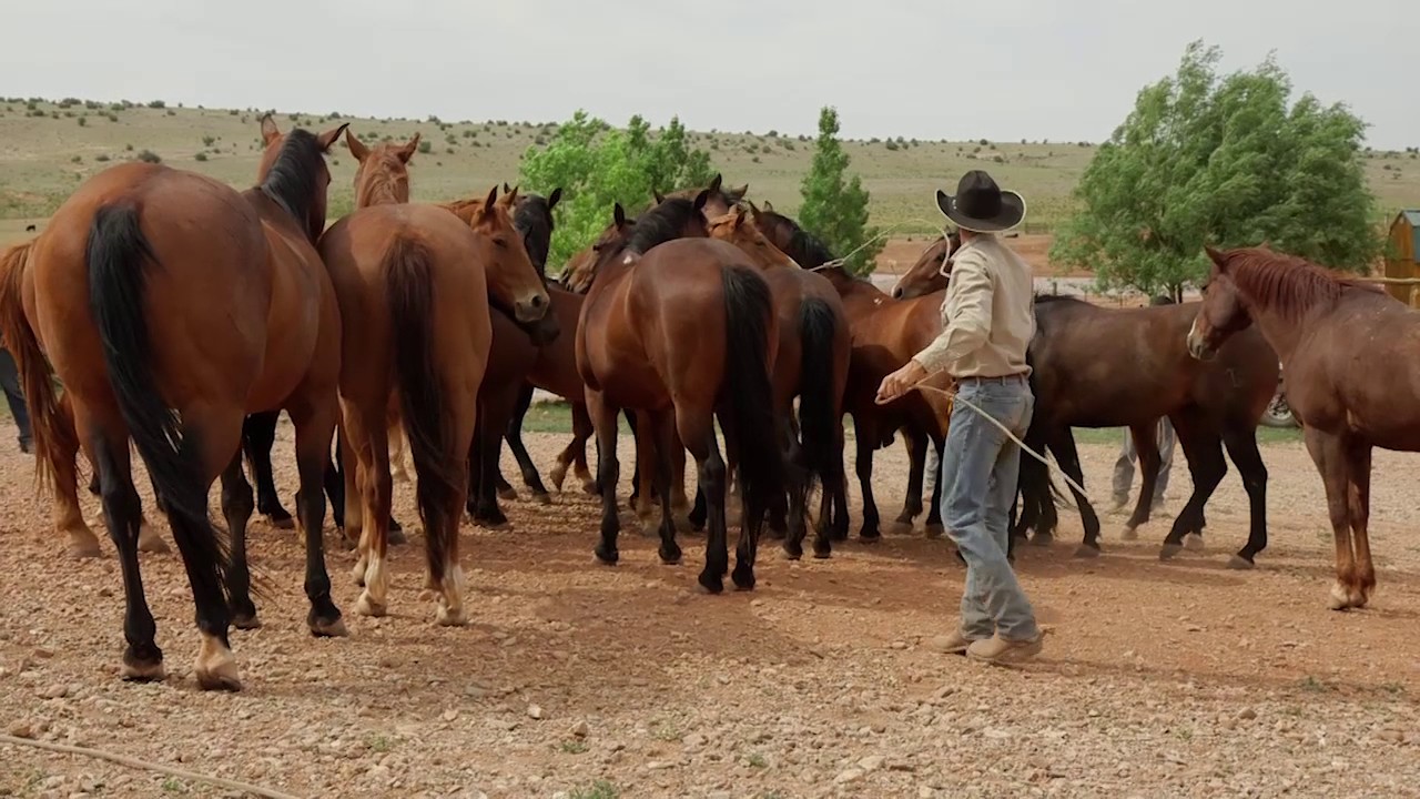 From Coward to Cowboy - Life of a Cowboy