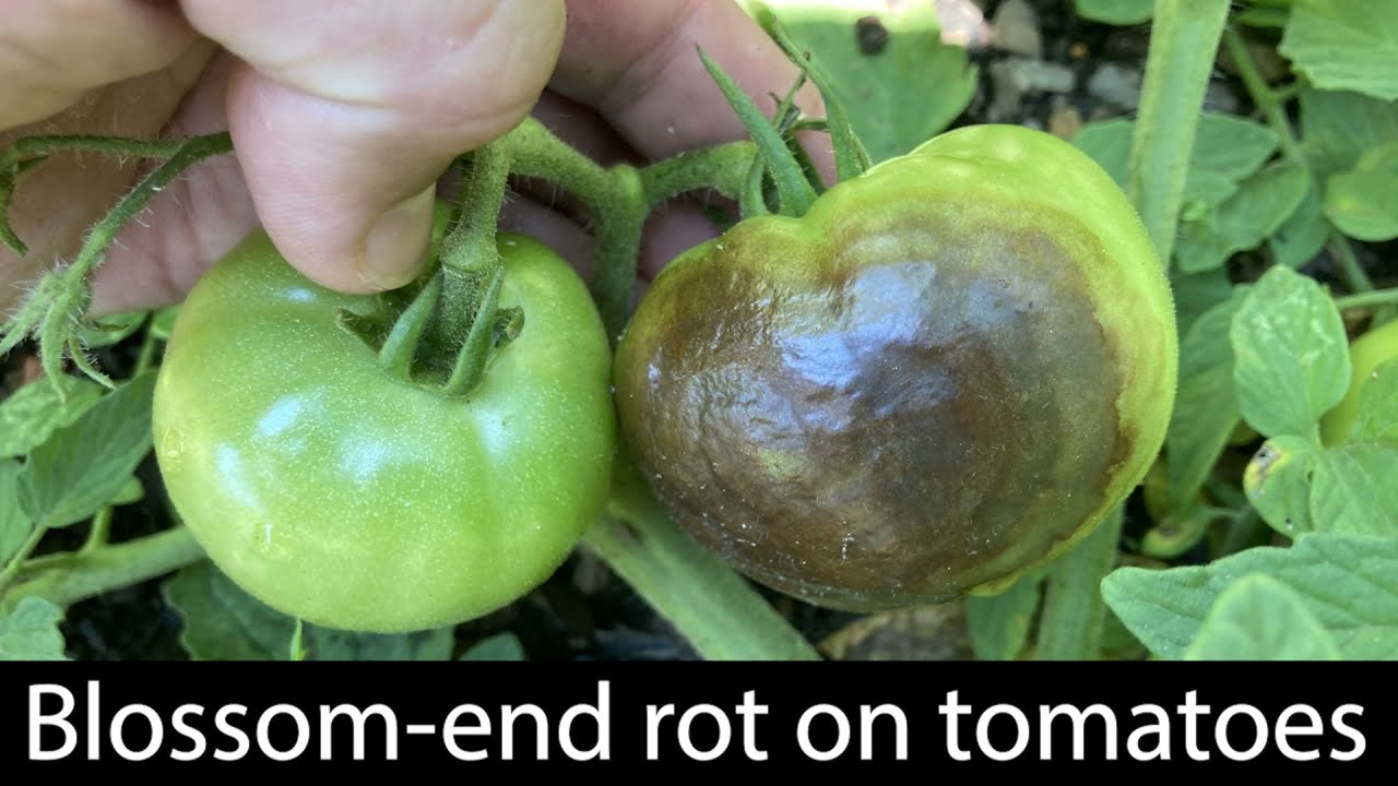Blossom-End Rot in Tomatoes: Causes and Prevention