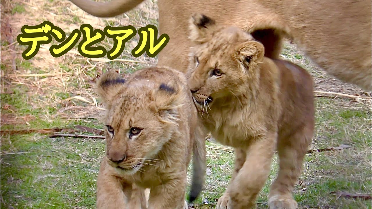 ライオン　デンくんアルくん　シルクママのそばで遊んでいます【のんほいパーク】Lion Den Al Silk Toyohashi Zoo 