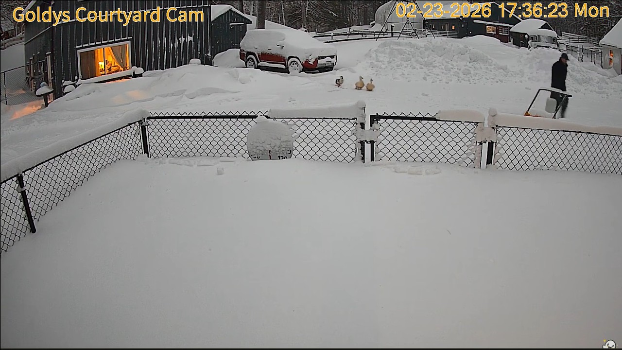 Goldy's Courtyard. MoreSnow!DogsOutThenIn.TruckPlows.TheDucksFollowNick.Delight&SterlingInTheDark❣️
