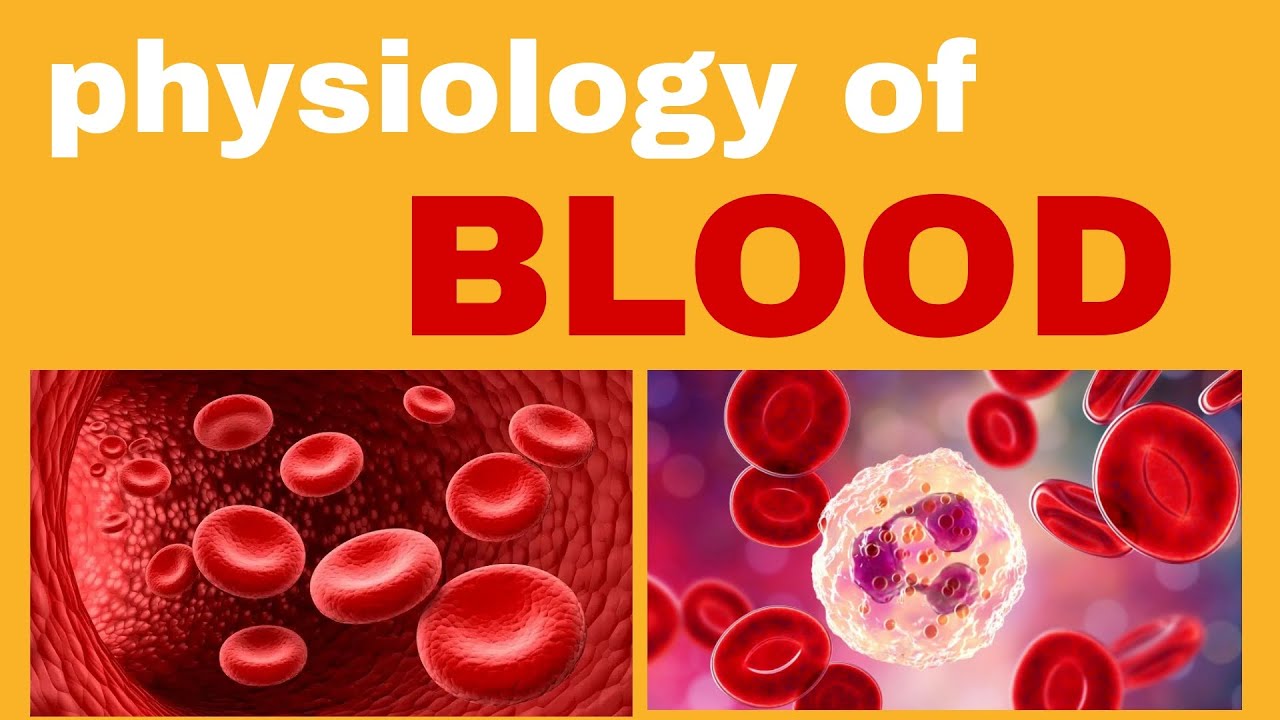 physiology of the blood || شرح فسيولوجيا الدم