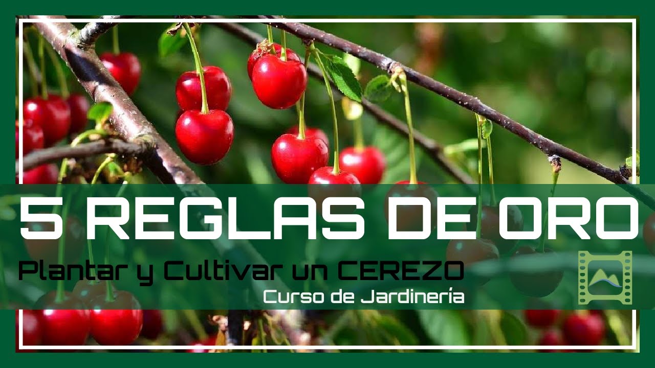 5 consejos para CUIDAR y 🌳 PODAR 🍒 un CEREZO 🍒 | LdN