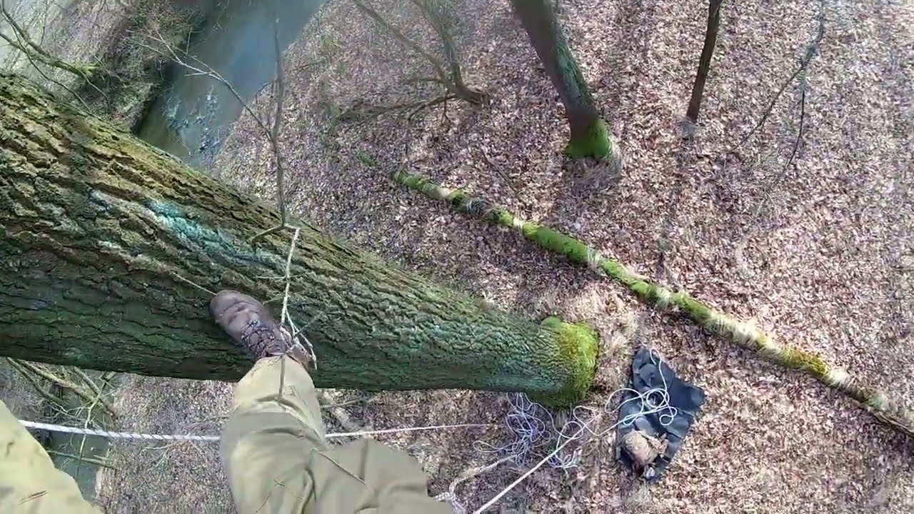 Luźna wspinaczka na drzewo.