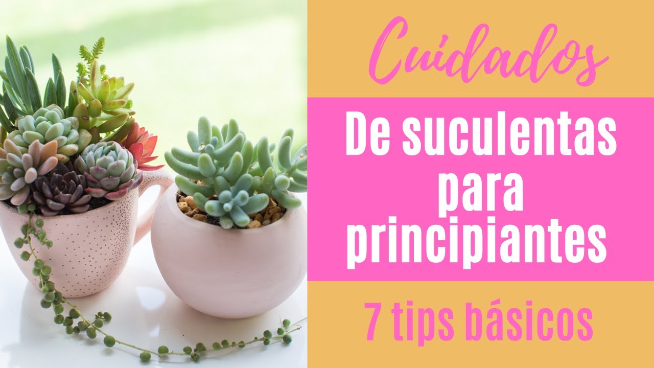👩🏼&zwj;🌾 C&oacute;mo cuidar tus suculentas; 7 tips b&aacute;sicos PARA PRINCIPIANTES