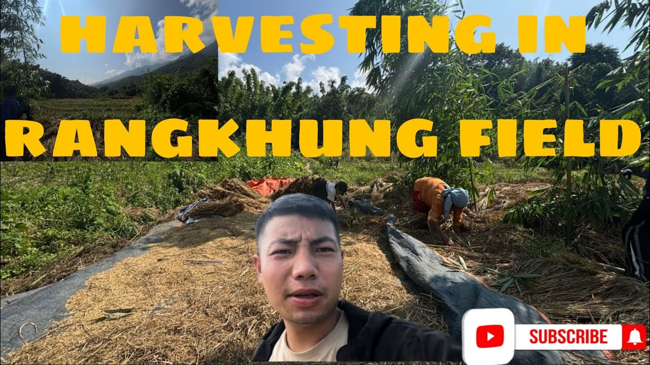 Harvesting in Rangkhung field
