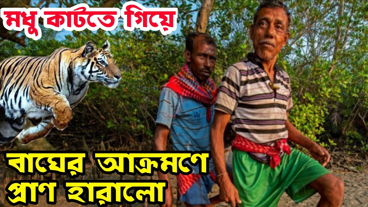 সুন্দরবন জঙ্গলে মধু কাটতে গিয়ে বাঘের আক্রমণ | Sundarban honey | Tiger attack man in jharkhali | 🐅🐅