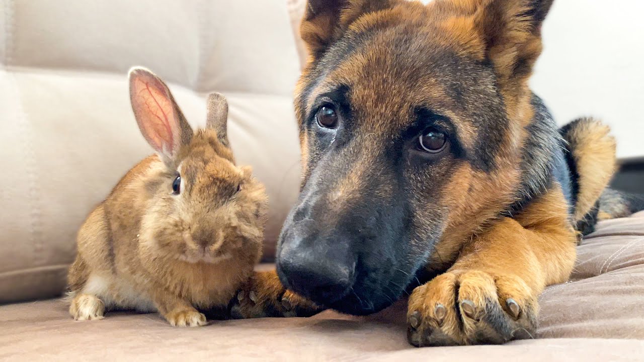 Can a German Shepherd Puppy and a Bunny be Friends?