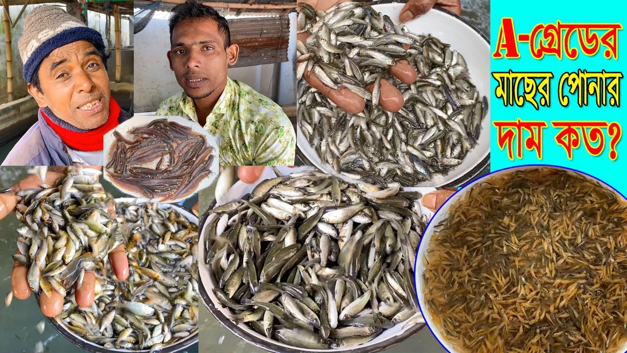 পোনা মাছের দাম কত? ২০২৬ এ চাপের পোনা এবং নতুন ধানি পোনার দাম দর সহ বিশেষ তথ্য চিত্র।#fishinglife