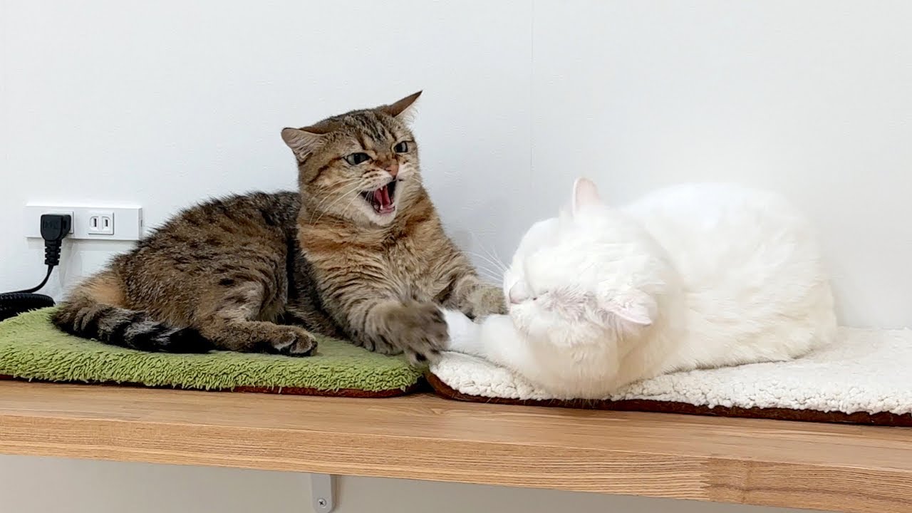 怒られているのに全く気づかず爆睡をキメる猫。