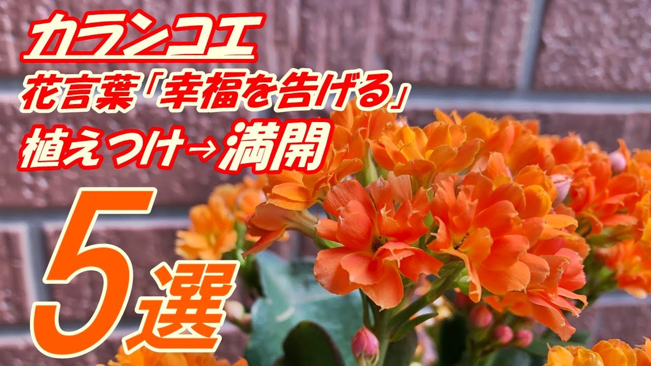 【花】カランコエの育て方・植え付け