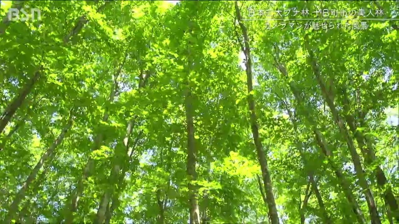 身も心も癒される新緑の美人林へ　新潟県十日町市の松之山のブナ林