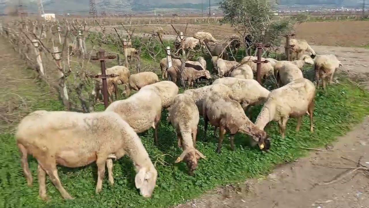 İLLA ŞANSLARINI ZORLUYORLAR. SONRA DİYORLAR KÖPEĞİNİ SAHİP ÇIK. BİR GÜN GERÇEKTEN GEBERECEKLER.