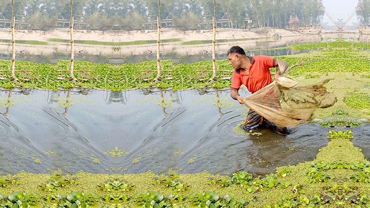 Fishing Net Video - Village Best Net Fishing Video - Traditional Net Fishing Video
