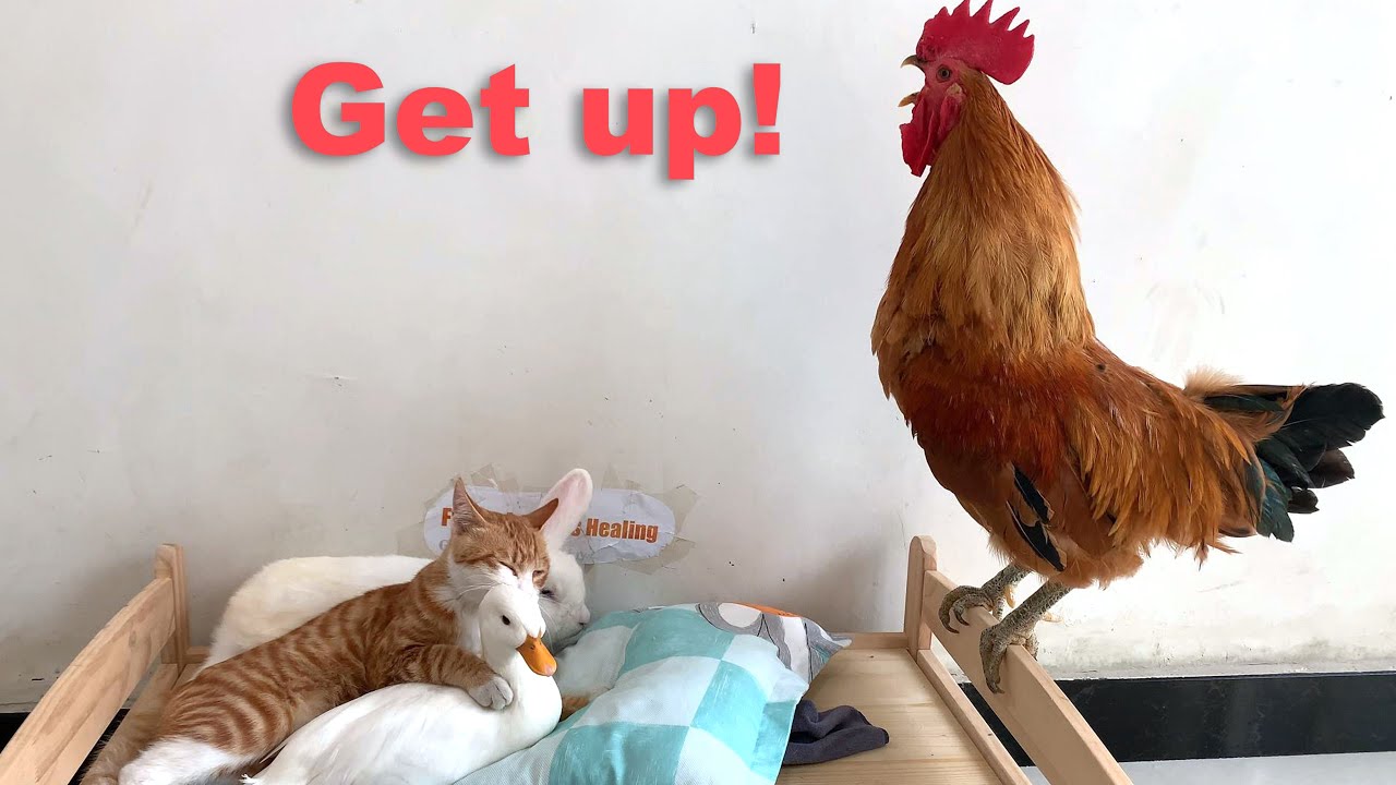 Unbelievable! The rooster called the kitten to wake up but everyone objected! So funny! So healing!